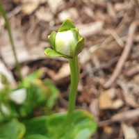 Parnassia cabulica